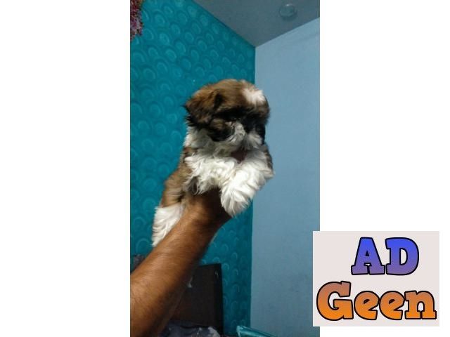 used Shihtzu phenomenal puppies for sale for sale 